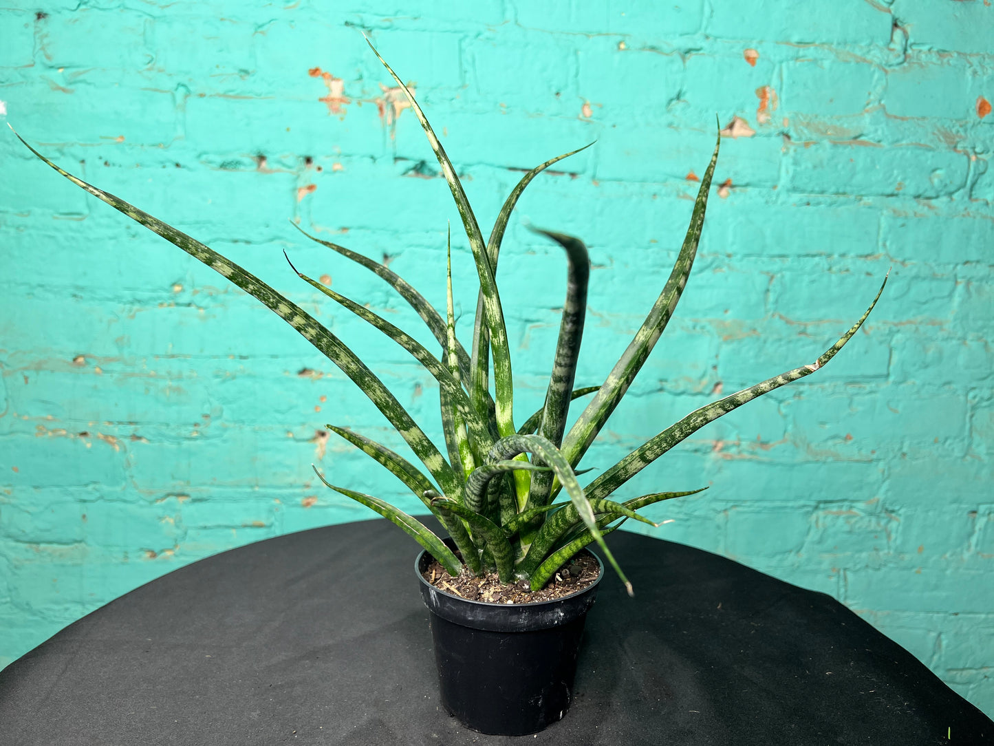Sansevieria Cylindrica- Snake Plant “Mikado”