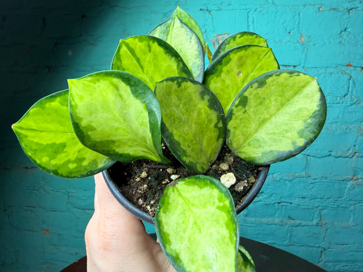 Hoya australis ‘Lisa’ 4”