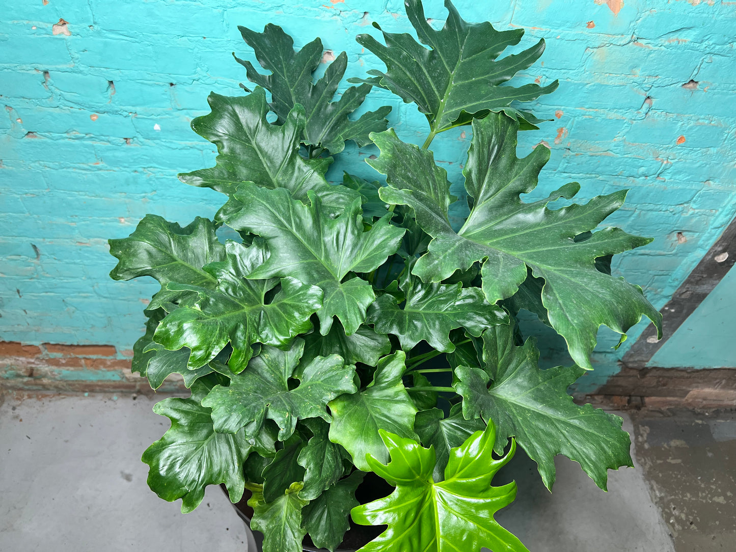 Philodendron Selloum (Hope) 10”
