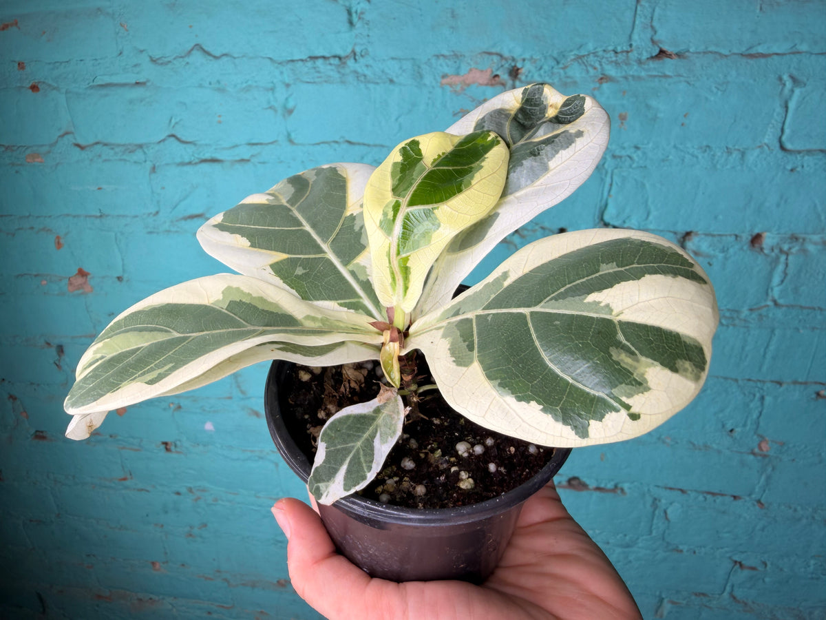 Ficus Lyrata Variegated 4”
