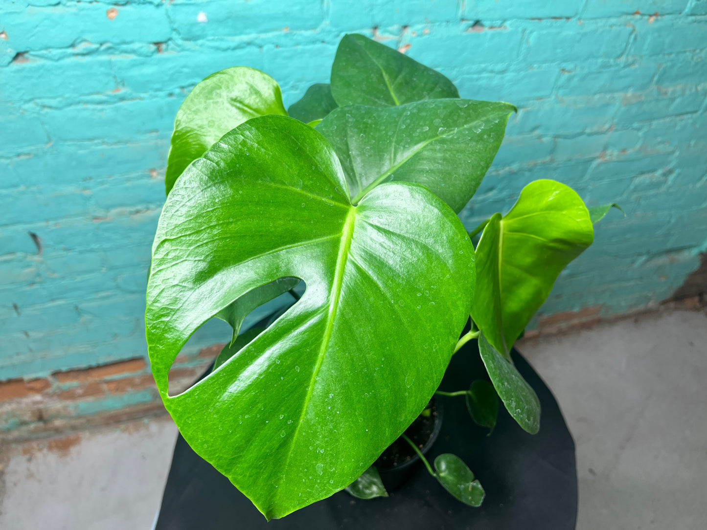Monstera Deliciosa 6”