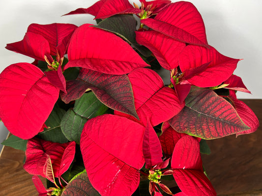 Poinsettia 6” Red