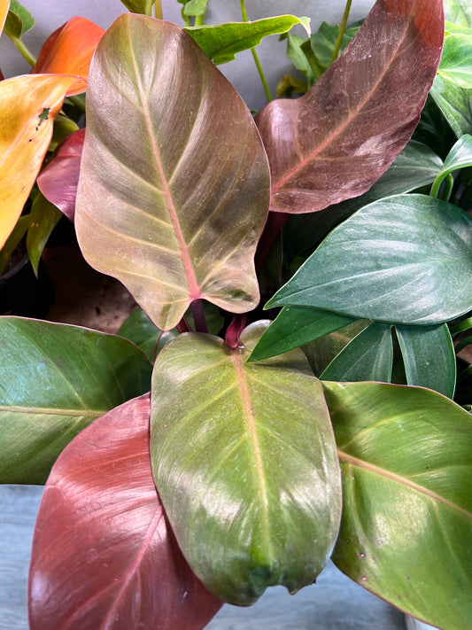 Philodendron Blushing 4”