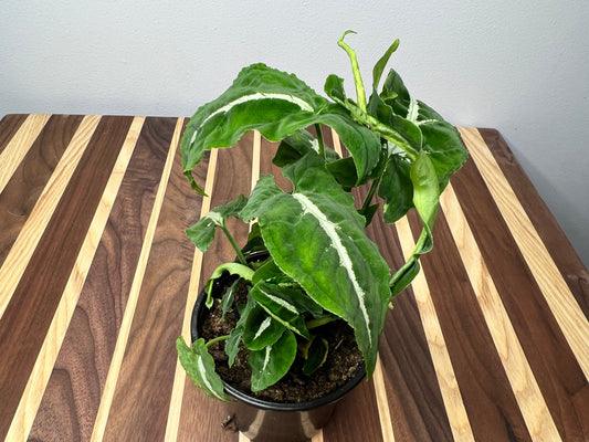 Syngonium-Wayetii