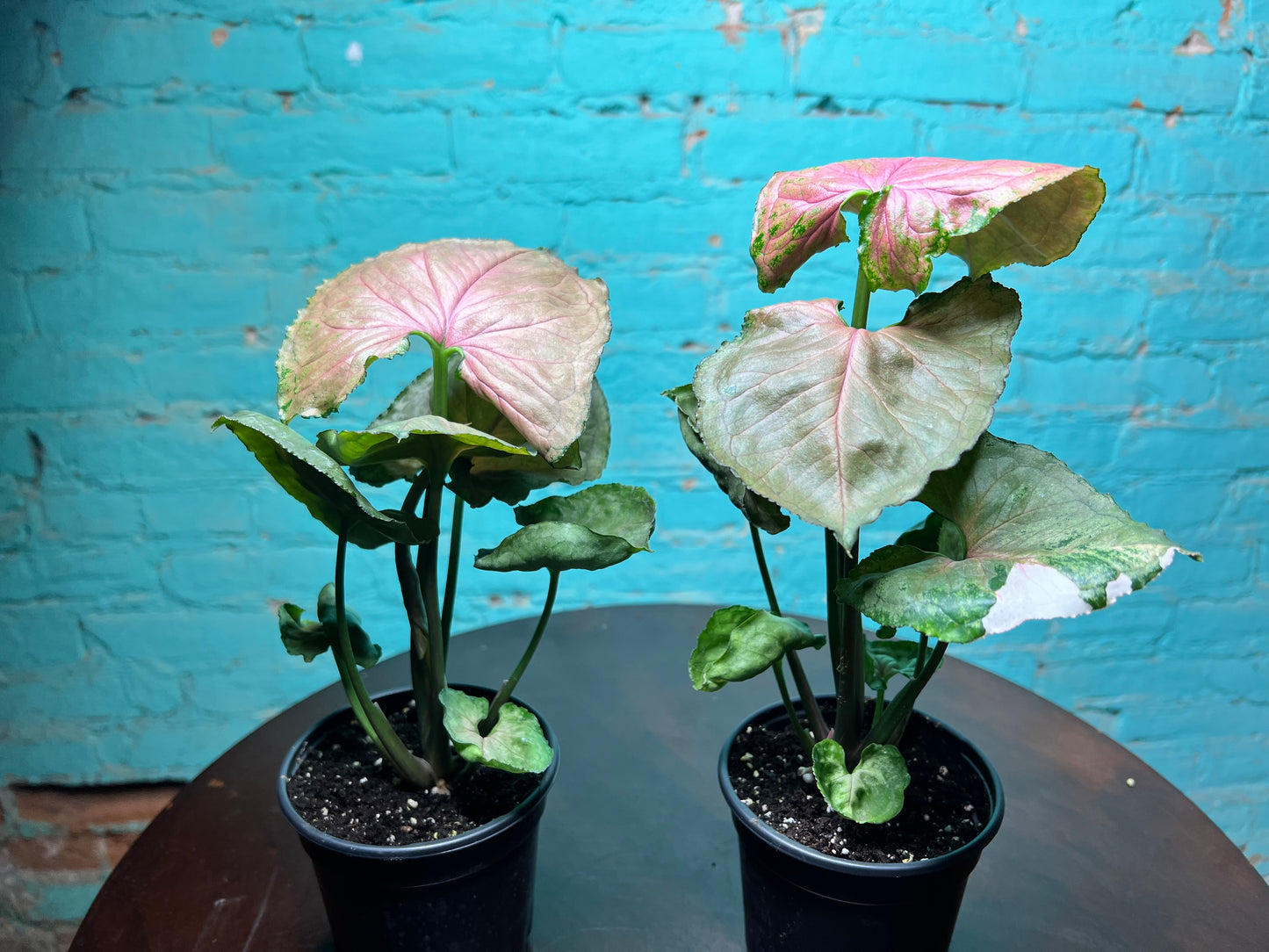 Syngonium Strawberry Ice 4”