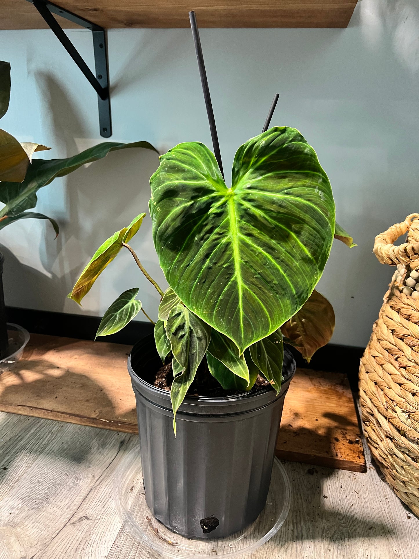 Philodendron El Choco Red 10”
