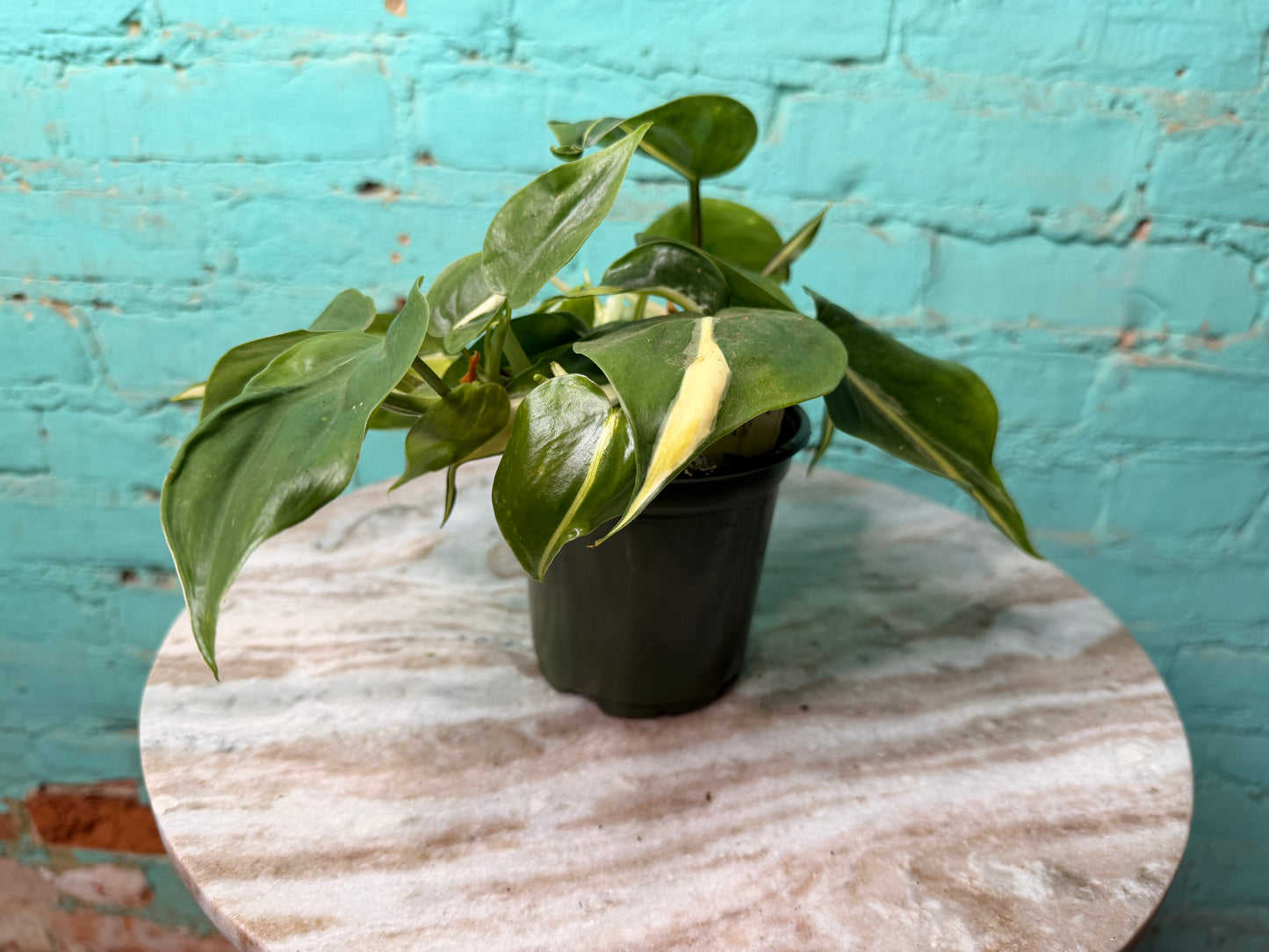 Philodendron Silver Stripe 4”