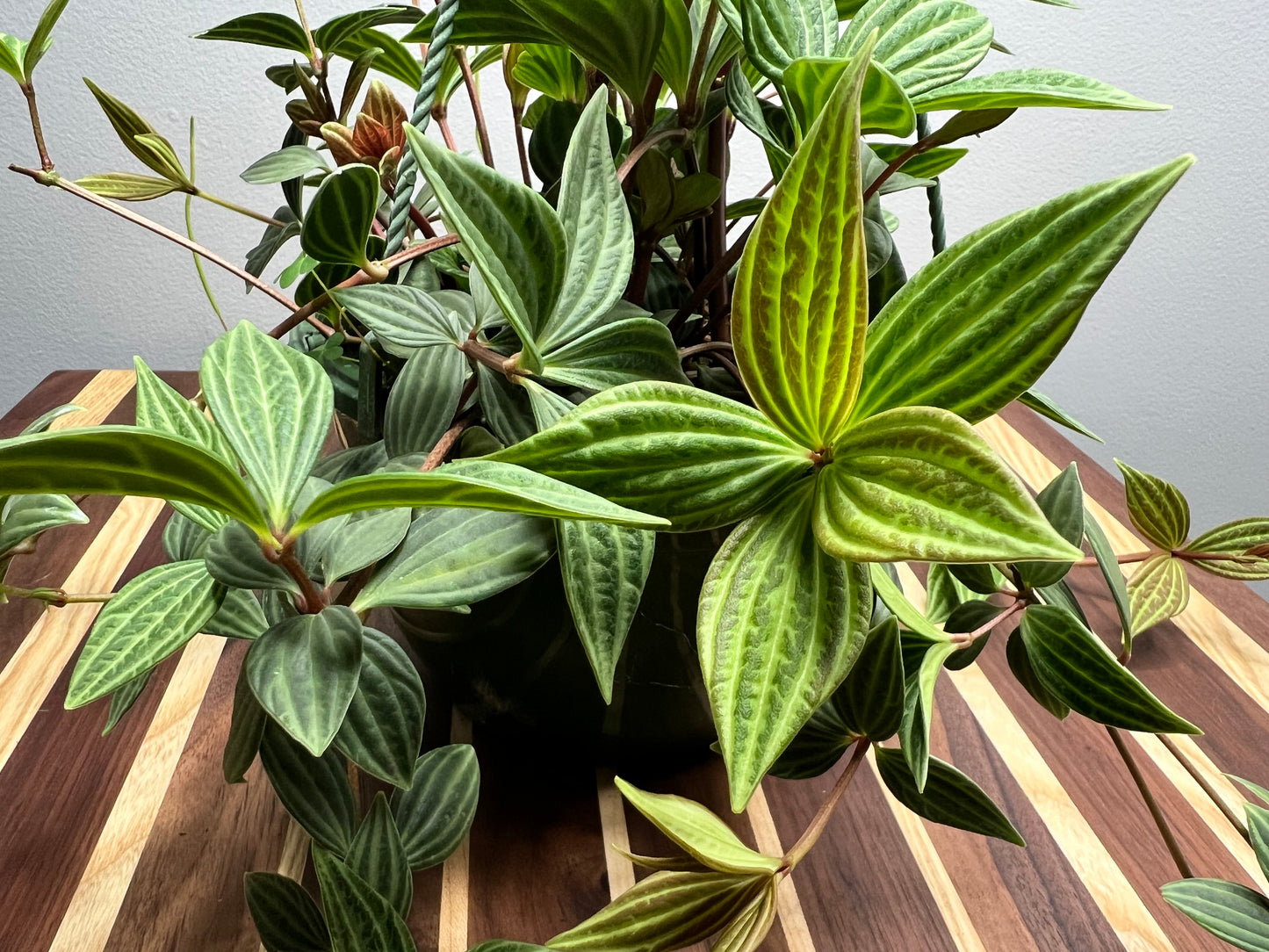 Peperomia-Puleolata basket