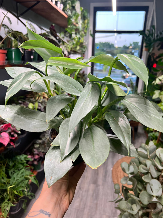 Philodendron Silver Sword 4”