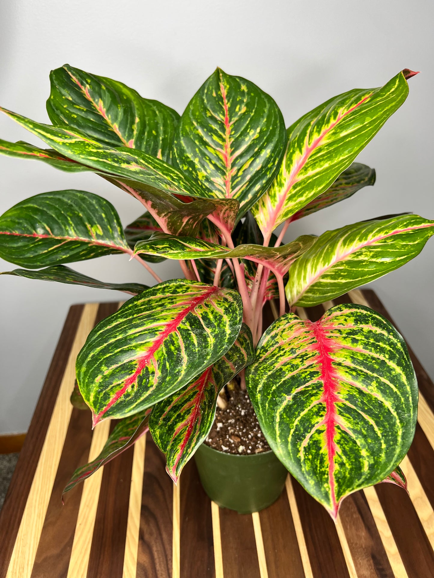 Aglaonema Red 6”