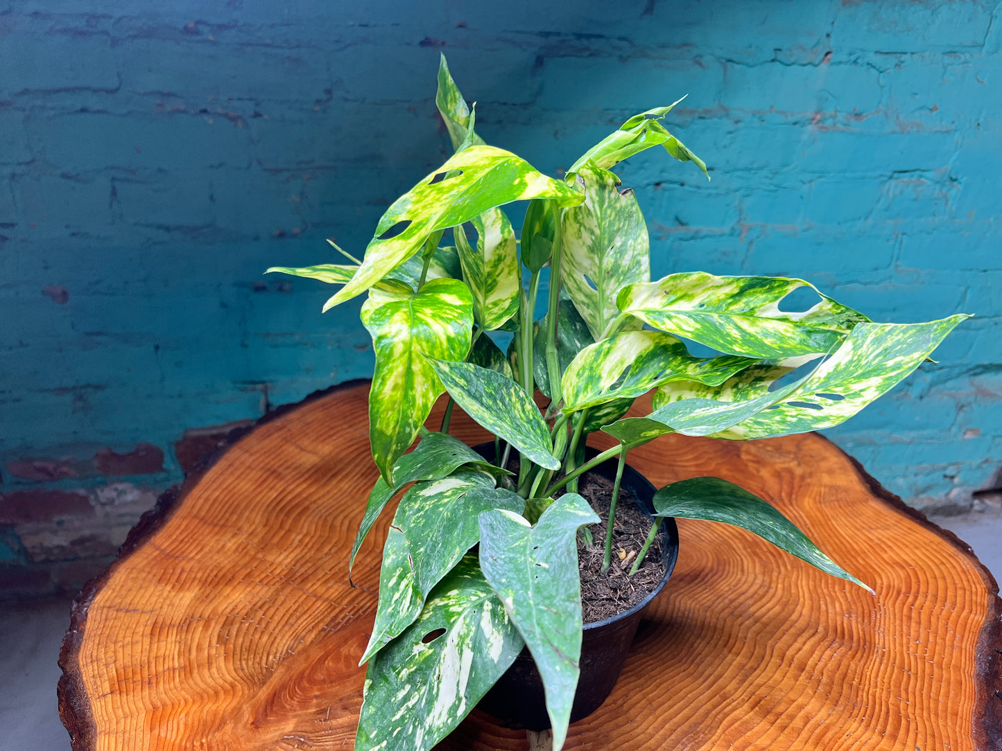 Epipremnum Sunset 6”