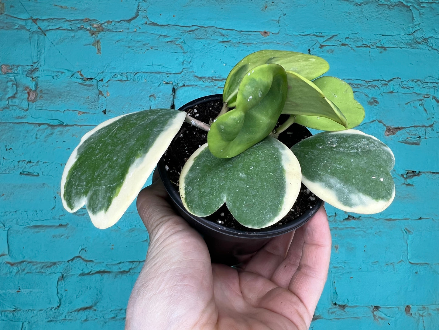 Hoya Kerrii Heart Albo (Rope)