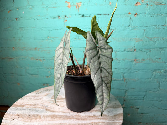 Alocasia Heterophylla ‘Dragons Breath’ 6”