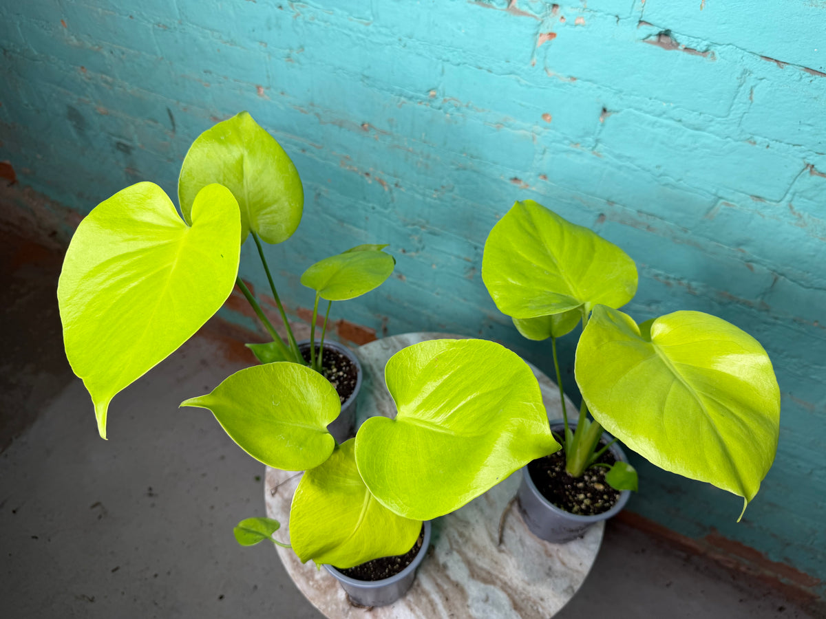 Monstera Deliciosa ‘Lemon Lime’ 
4”