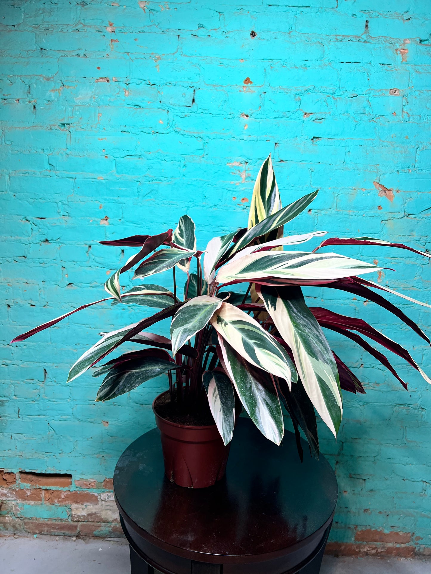 Stromanthe-Triostar 8”