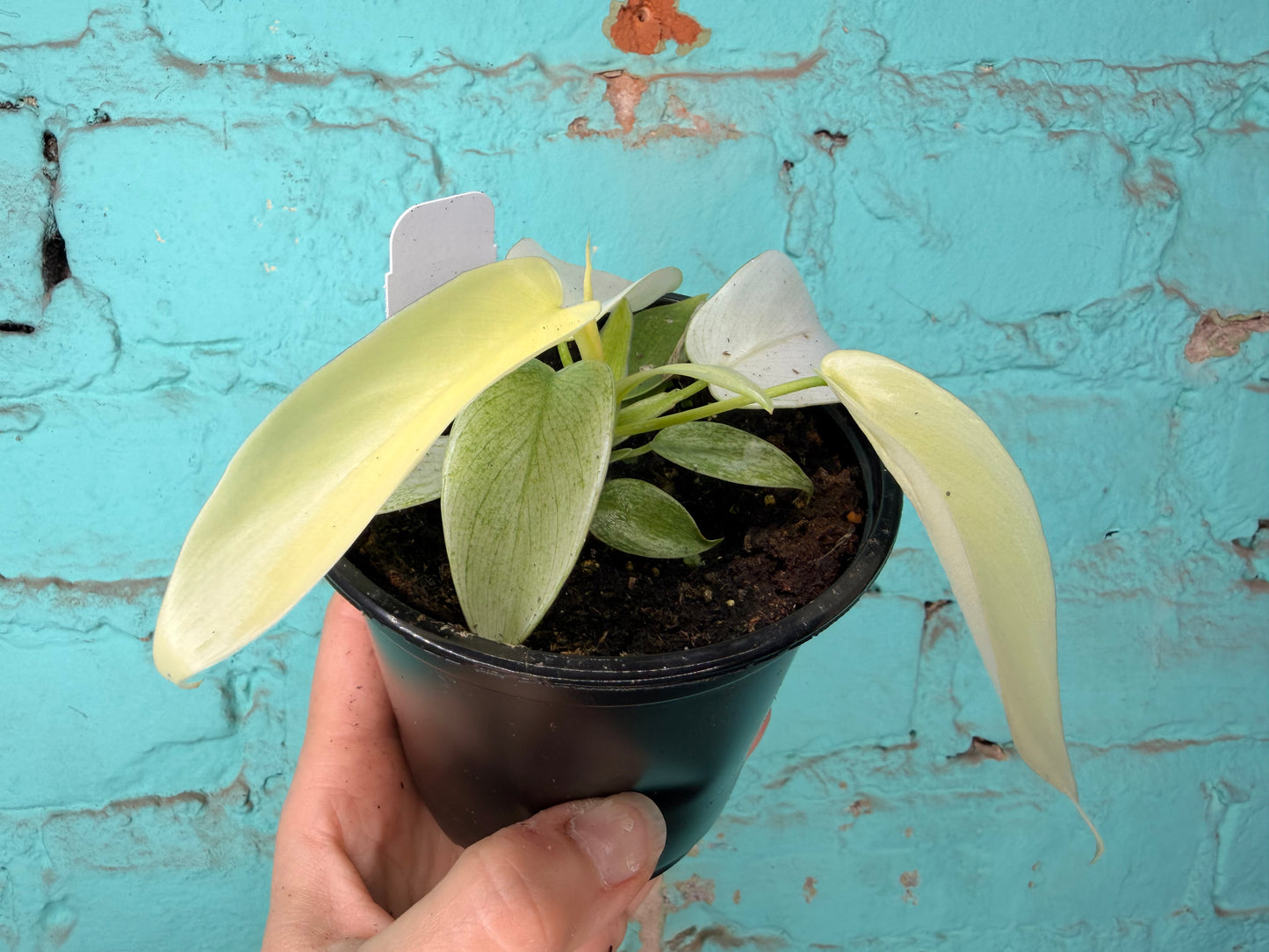 Philodendron Florida Ghost 4”
