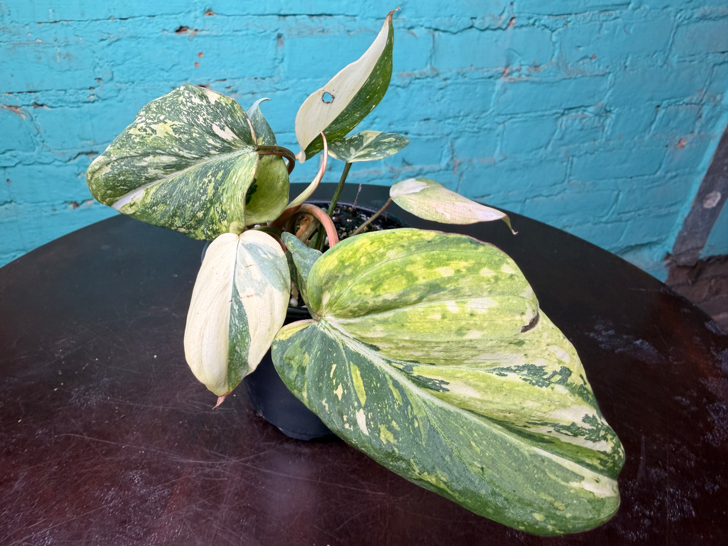 Philodendron Gloriosum Variegated Type 2  4”