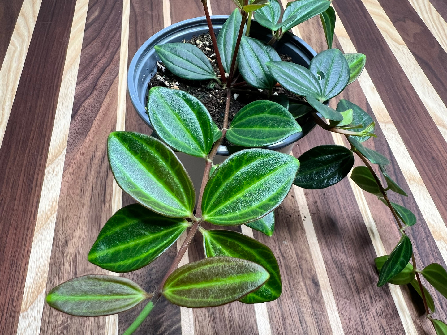 Peperomia Raydiance