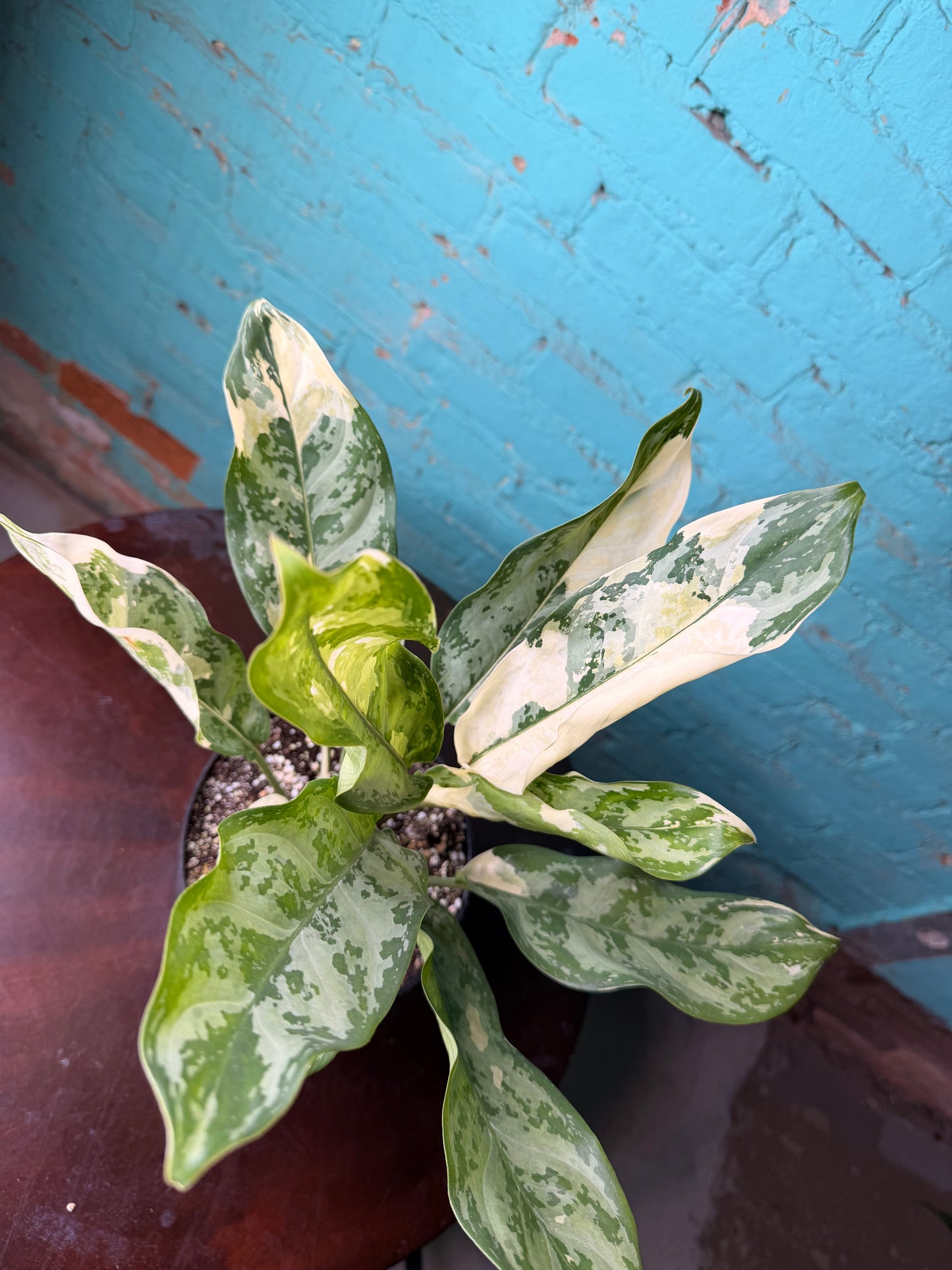 Aglaonema Manila Pride Variegated 6”
