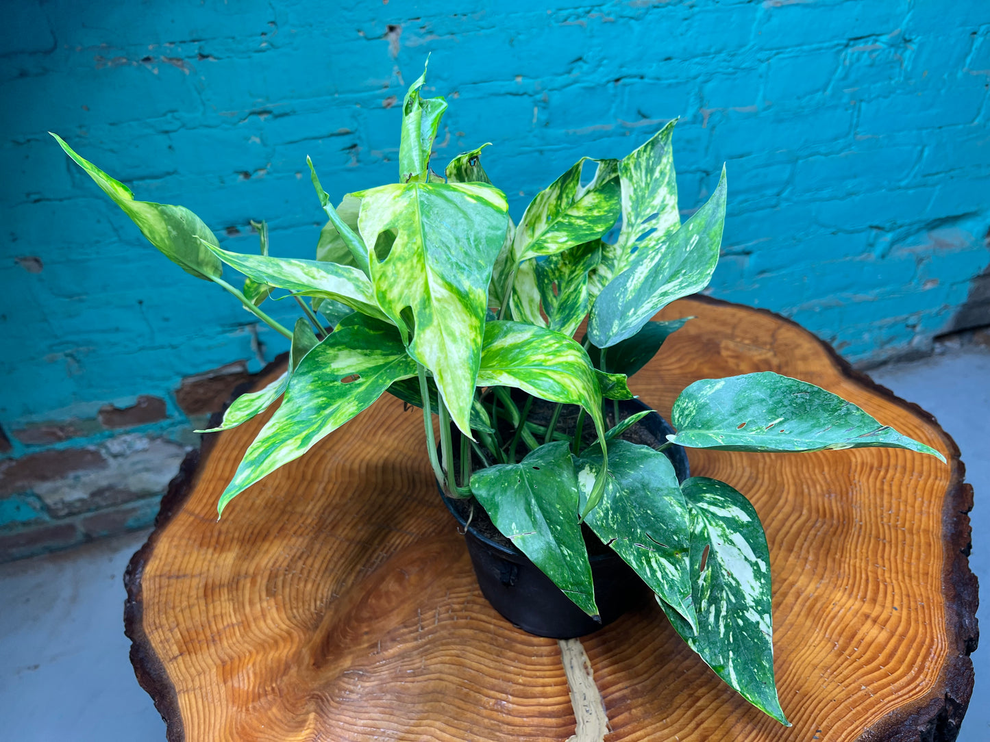 Epipremnum Sunset 6”