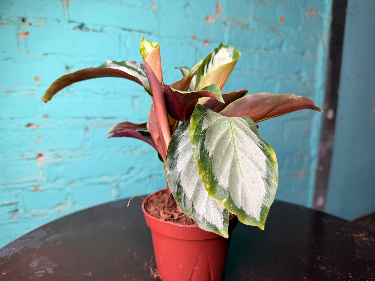 Calathea Cornona 4”