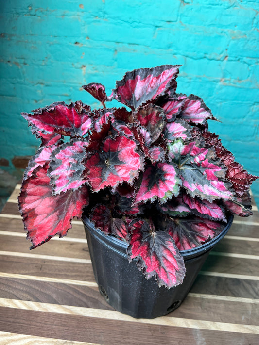 Rex begonia 10”