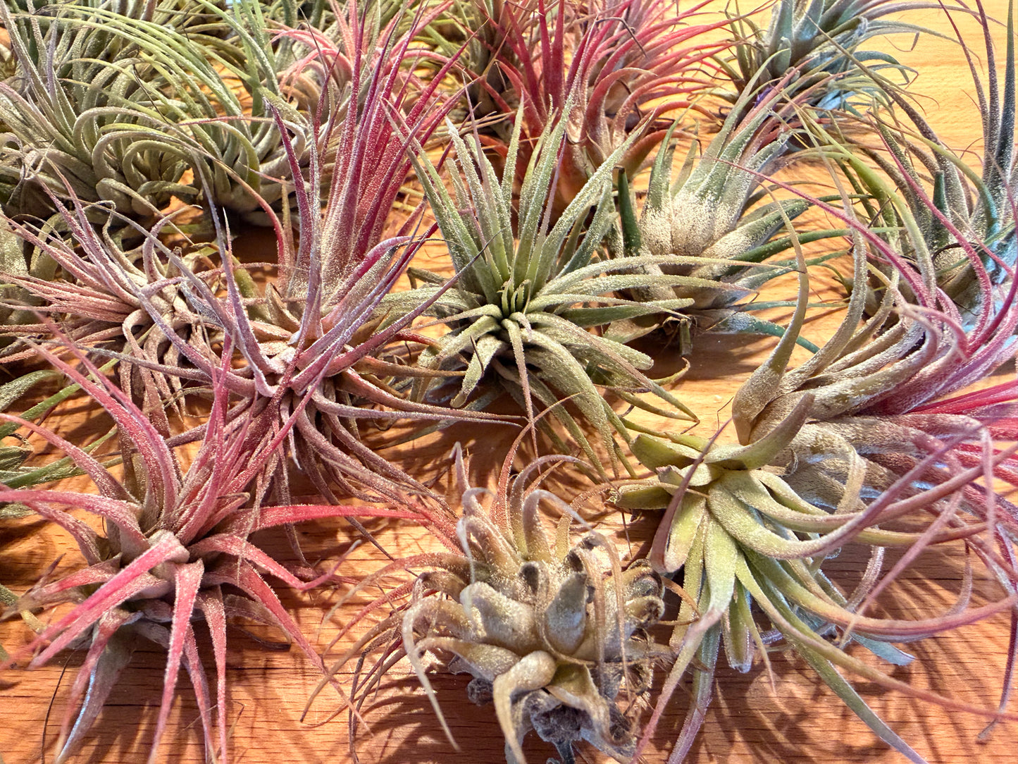 Tillandsia “Air Plants”