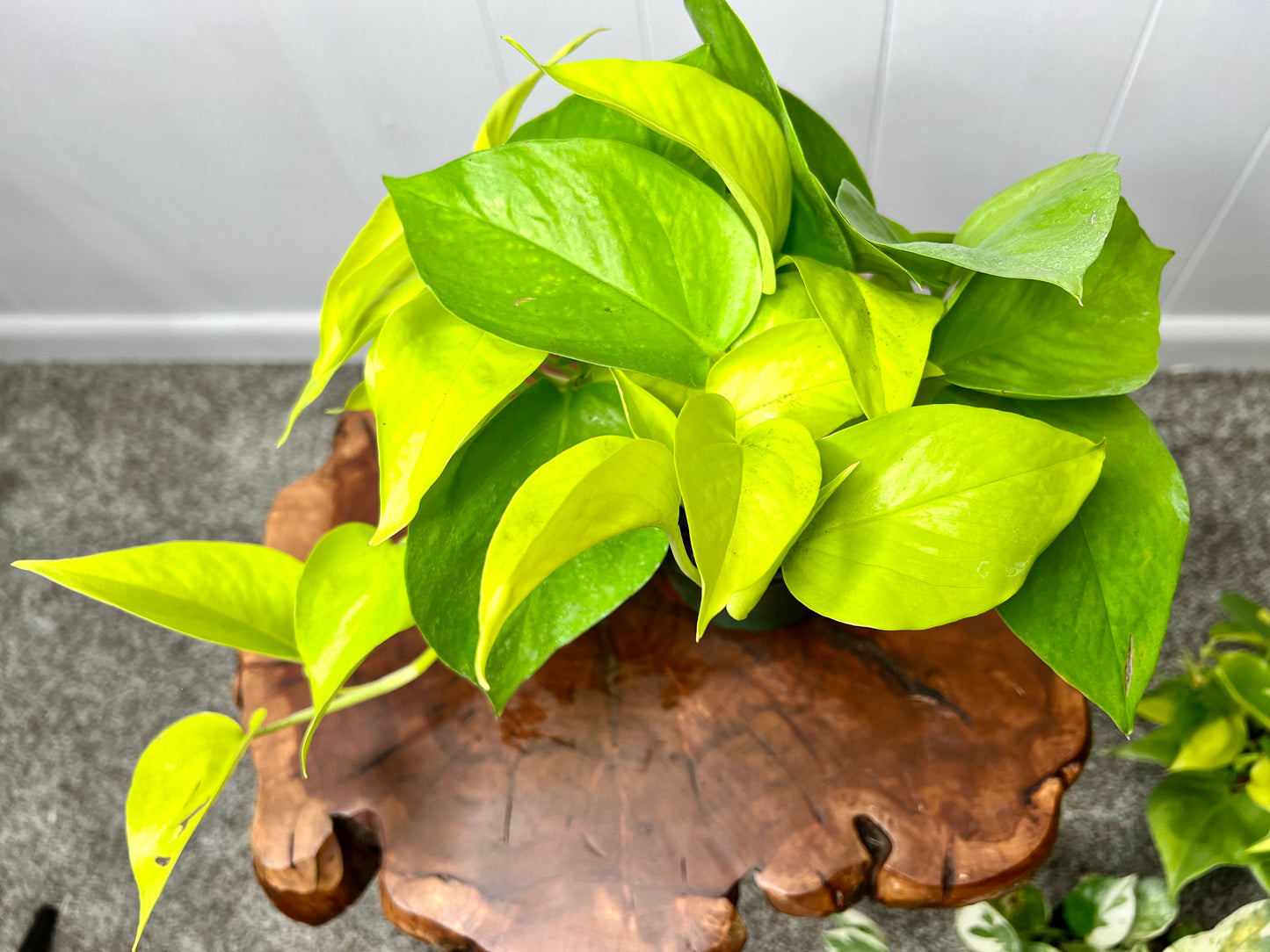 Neon Pothos 4”