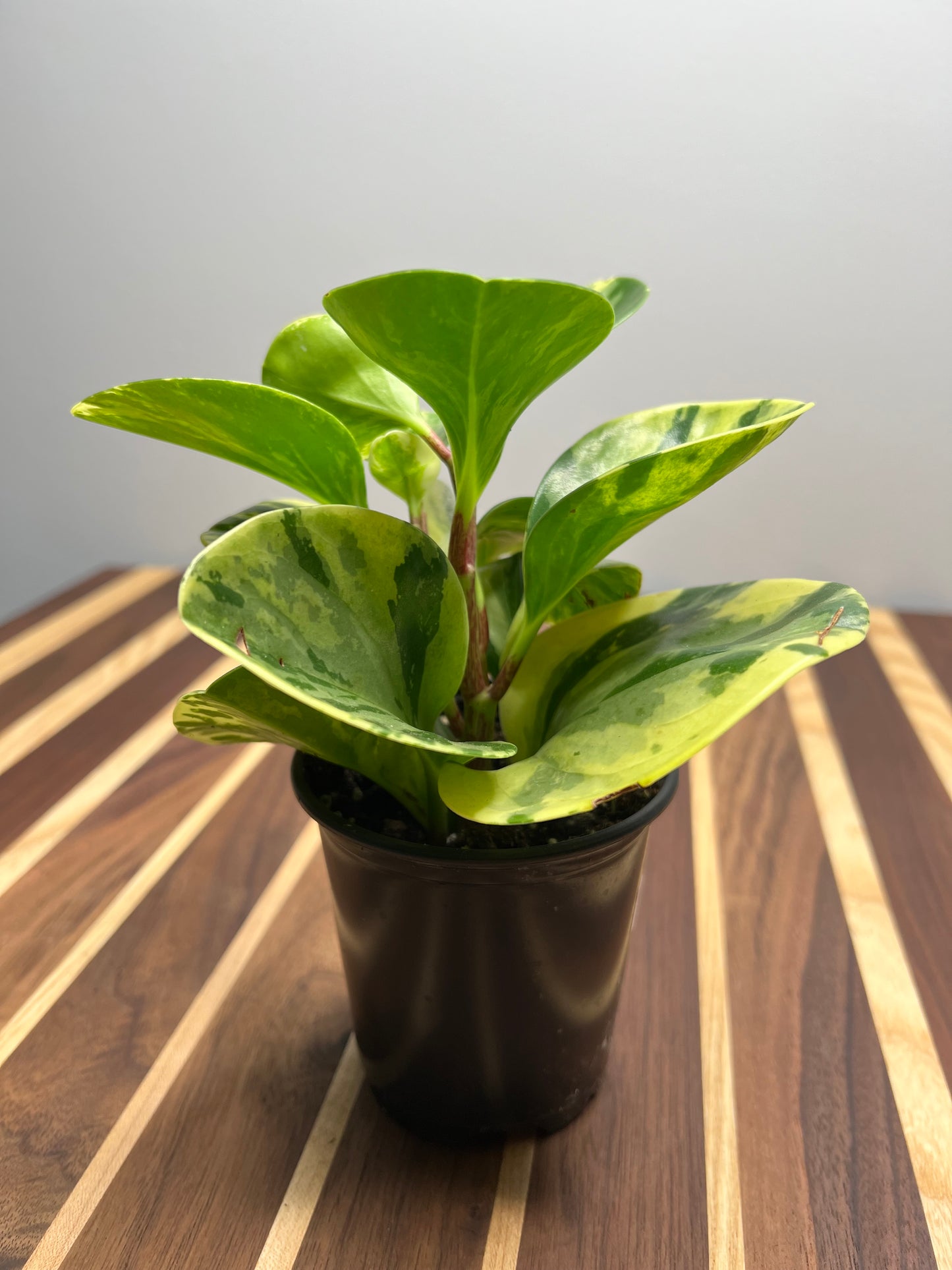 Peperomia Obtusifolia Marble