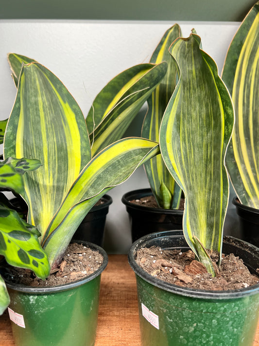 Sansevieria Whale Fin Variegated 4”