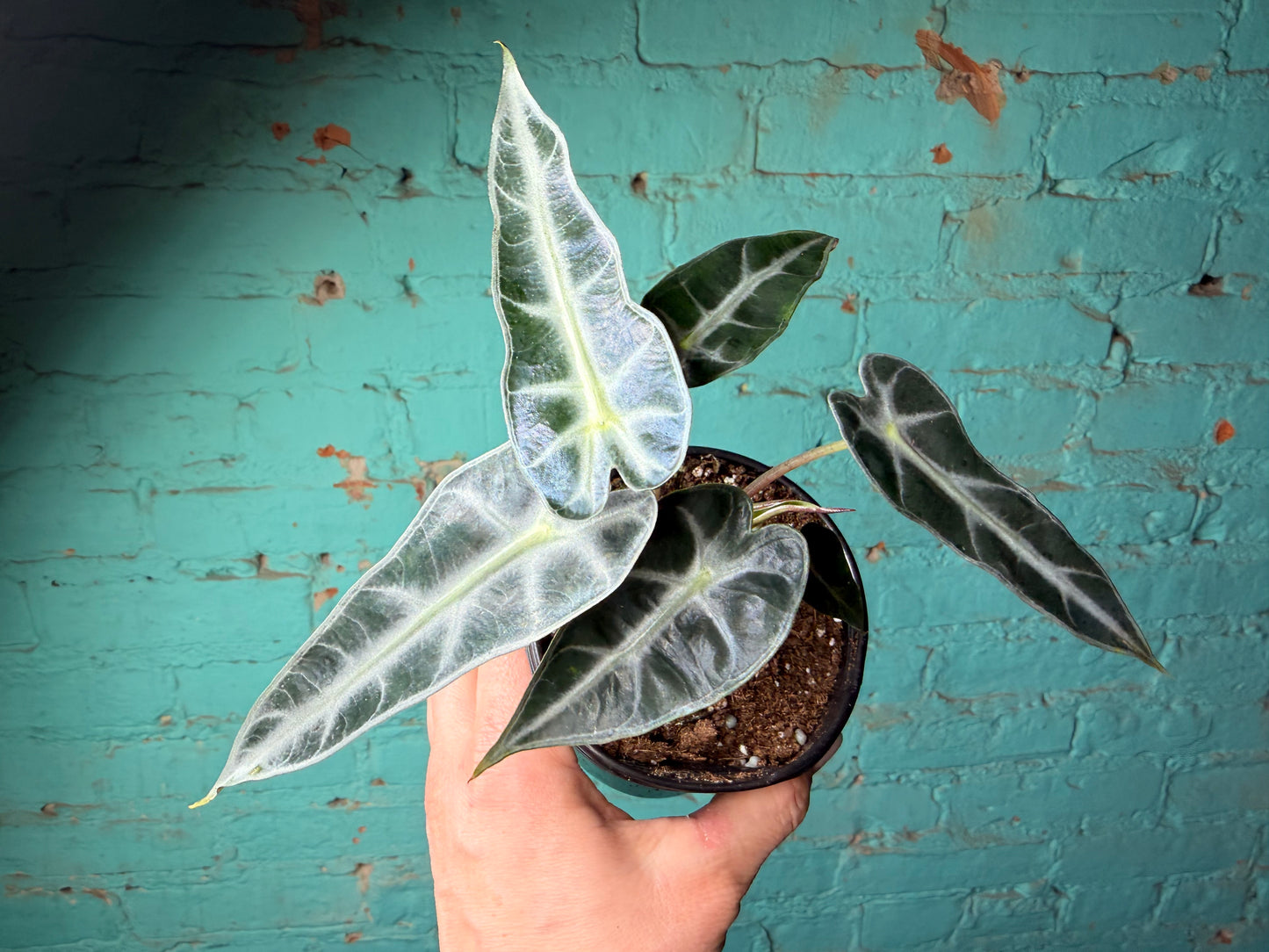 Alocasia ‘Bambino’ 4”