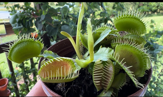 Venus Fly Trap