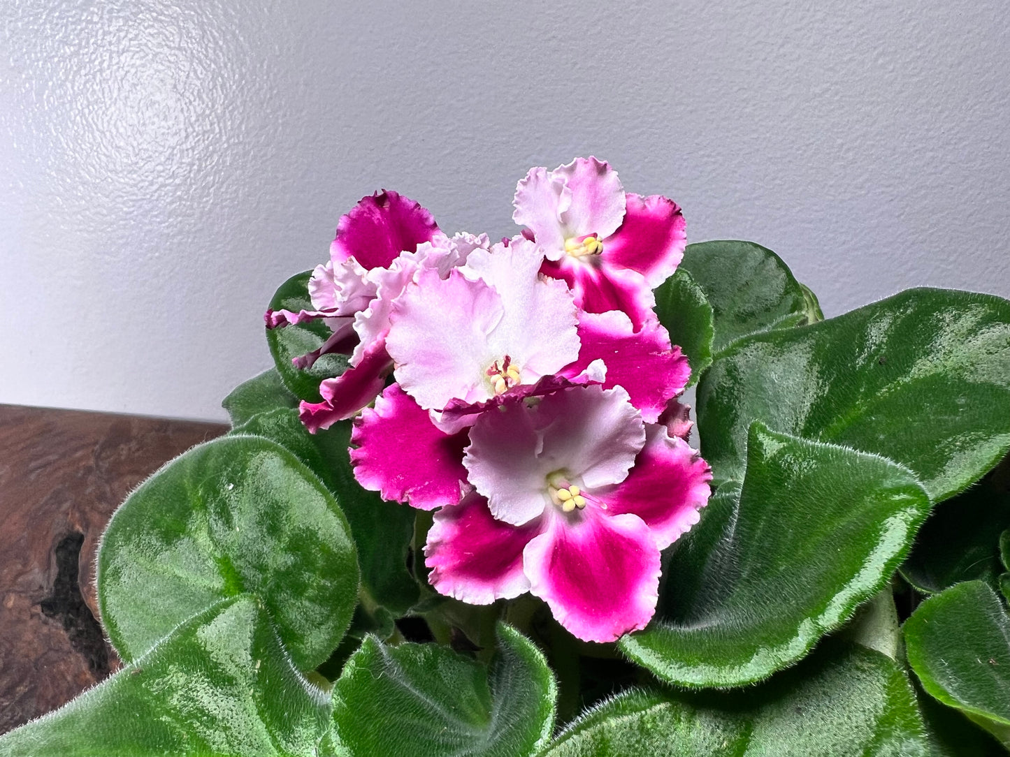 African Violet 4” hybrid