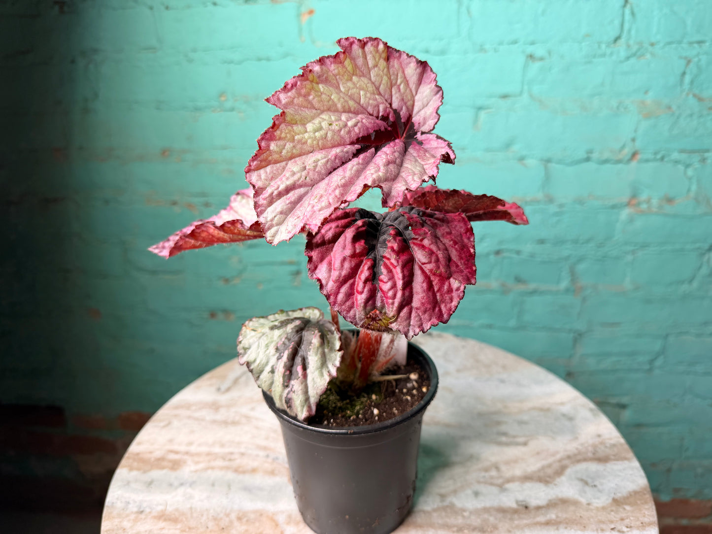 Begonia T-Rex ‘Ruby Slipper’