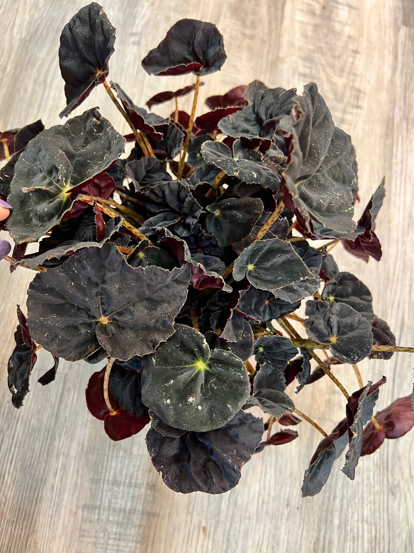 Begonia Dark Mambo 6”