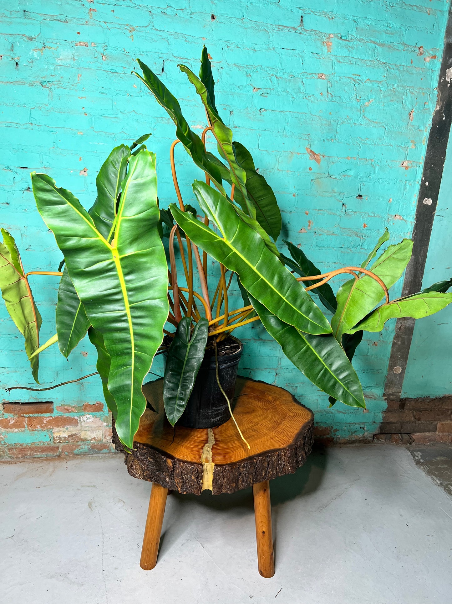 Philodendron Billietiae 10”