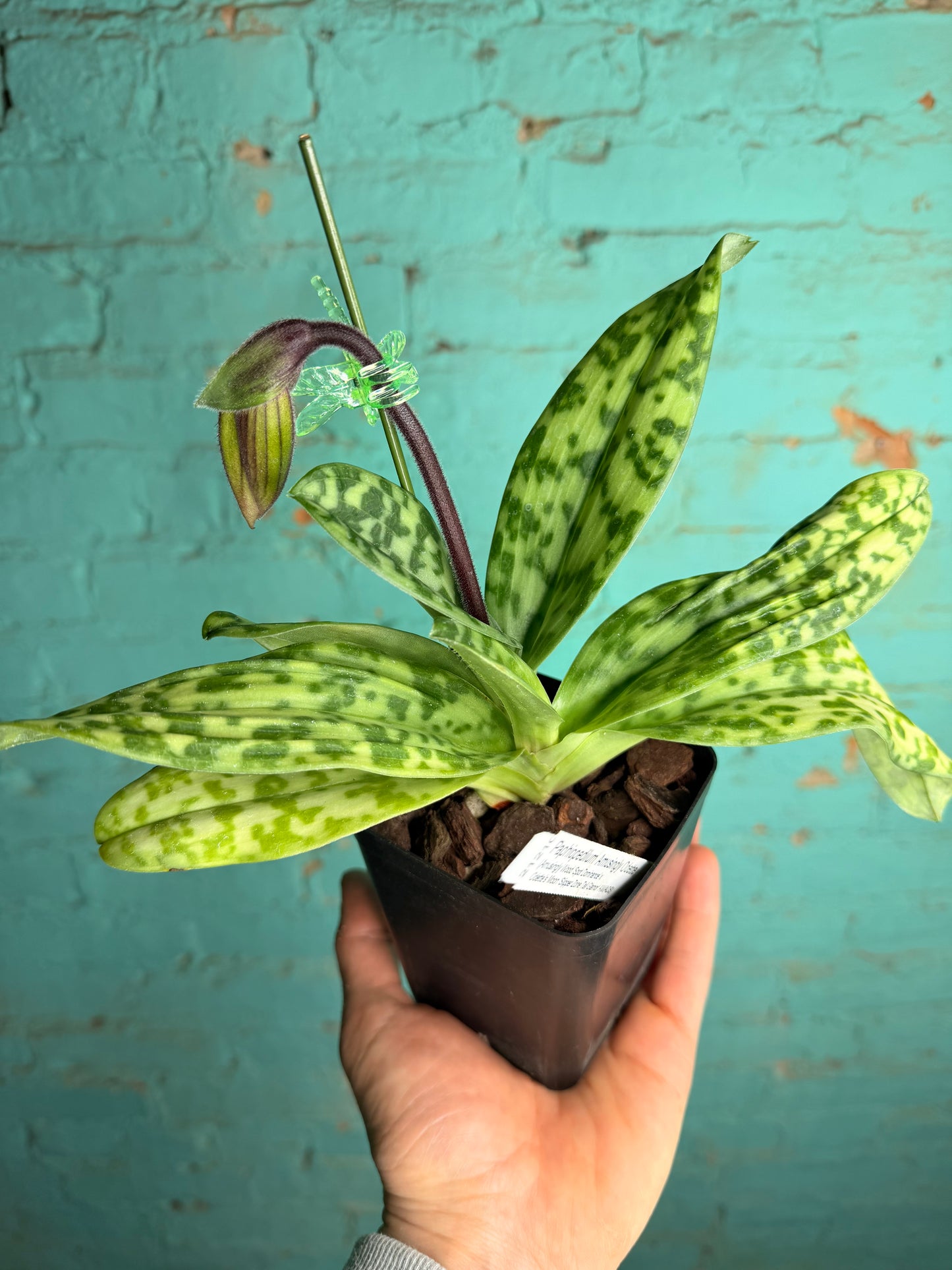 Paphiopedilum ‘Macabre Stalker’ Lady Slipper