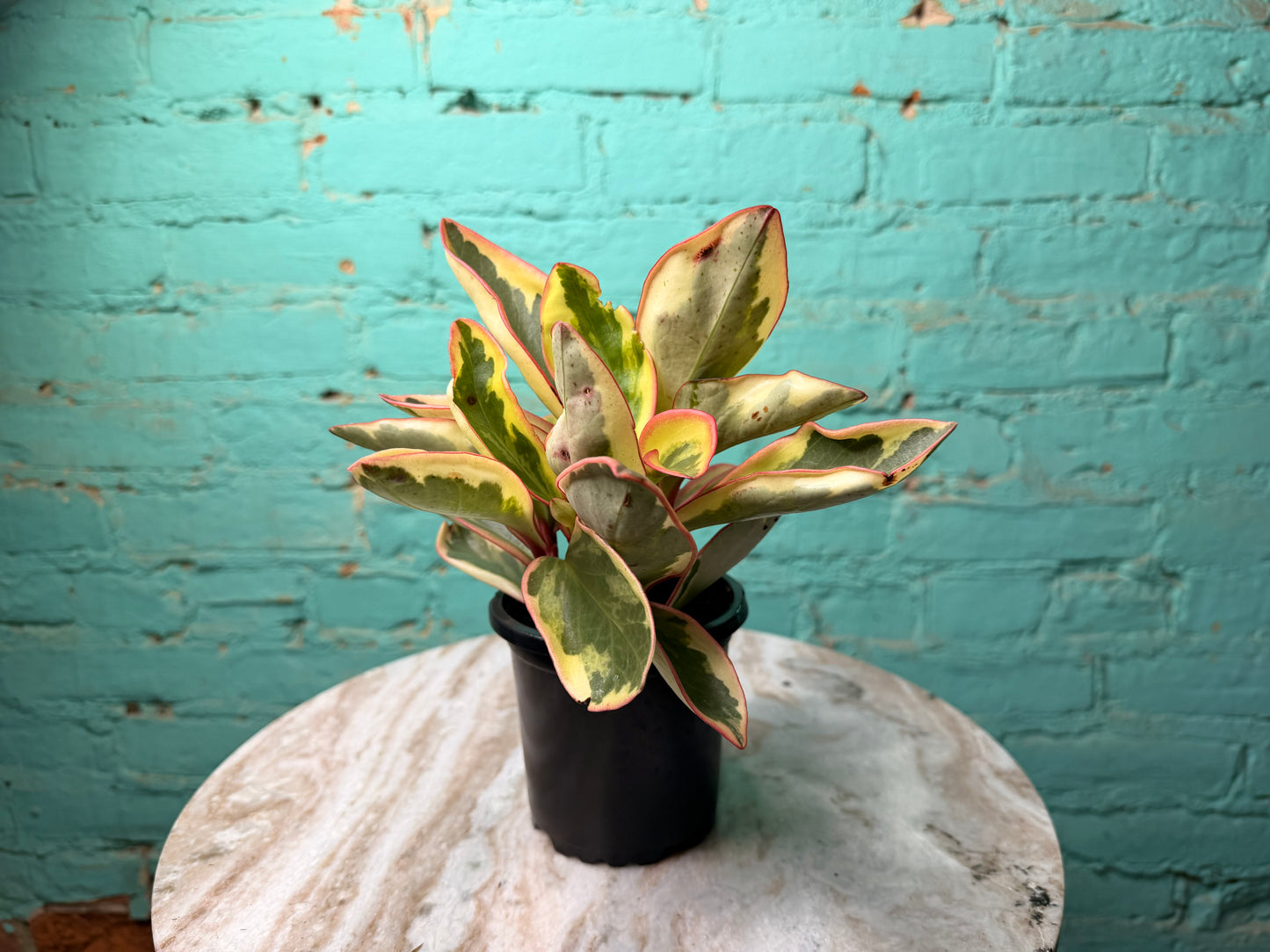 Peperomia- Ginny (Rainbow)