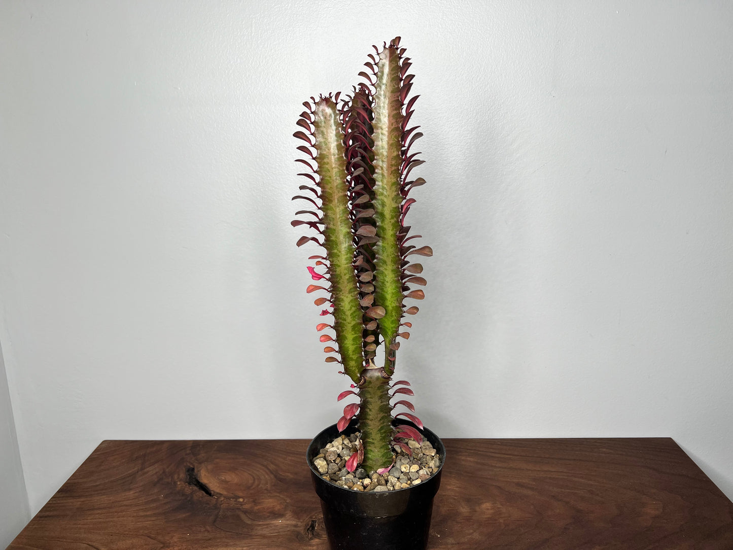 Euphorbia Trigonia Red