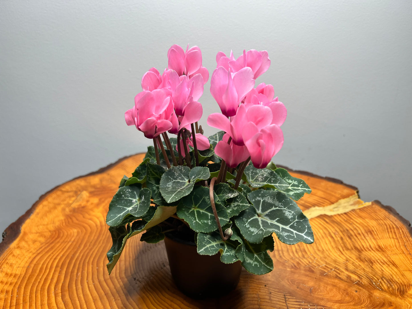 Cyclamen