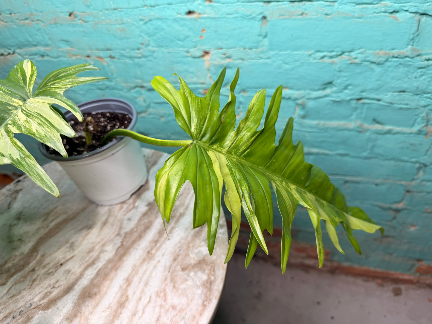 Philodendron Florida Beauty x Tortum  Variegated 4”