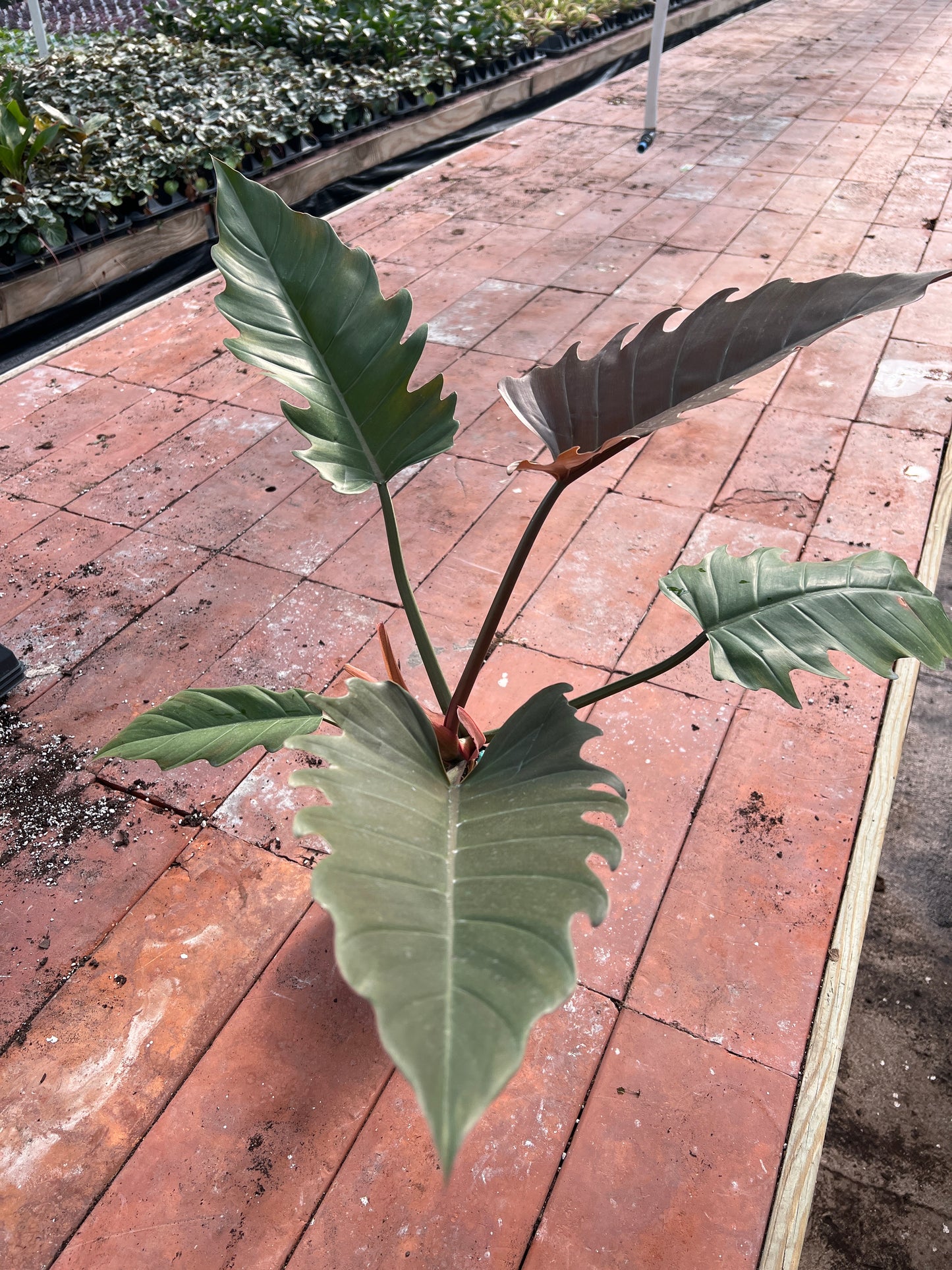 Philodendron Choco Empress 6”