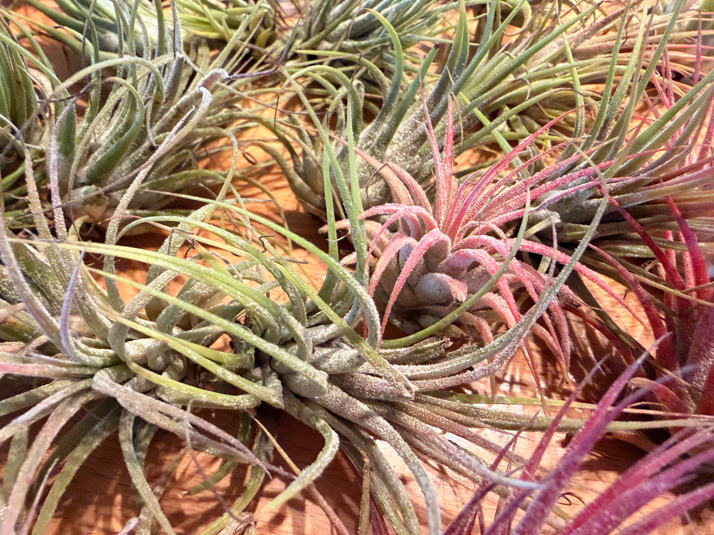 Tillandsia “Air Plants”