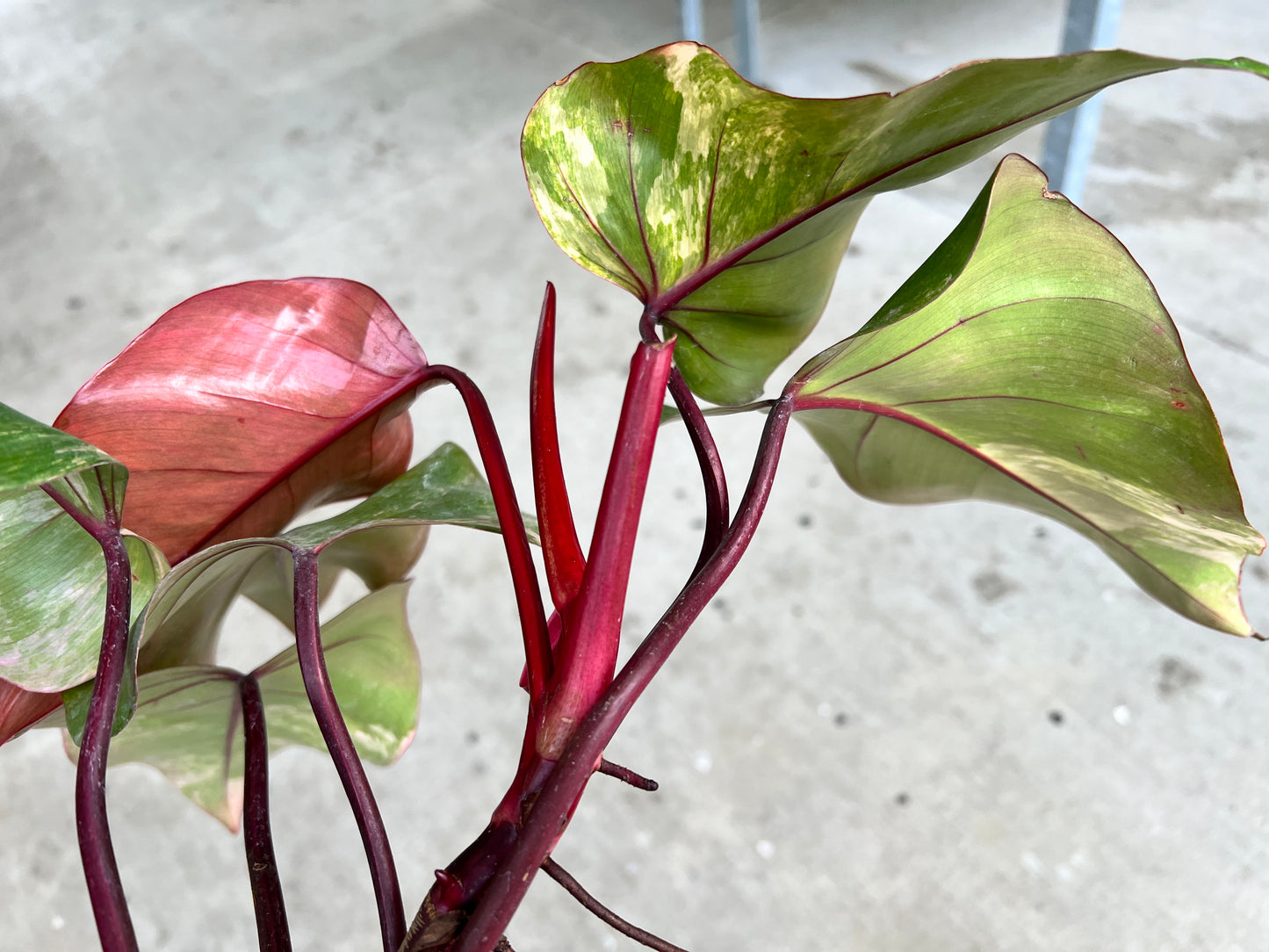 Philodendron-Strawberry Milkshake