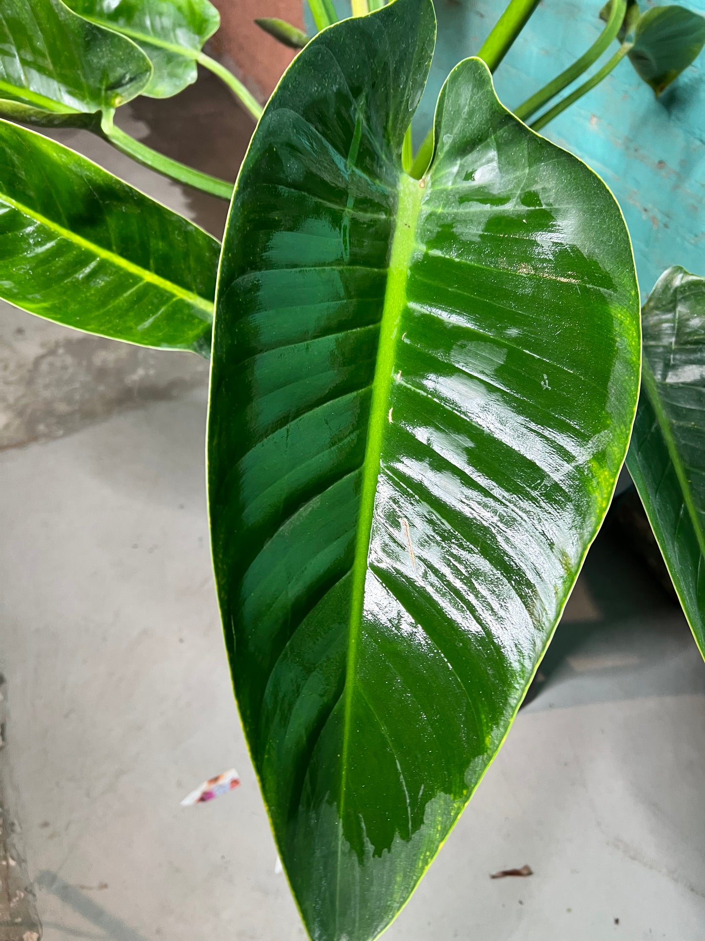 Philodendron Congo Thailand 10”