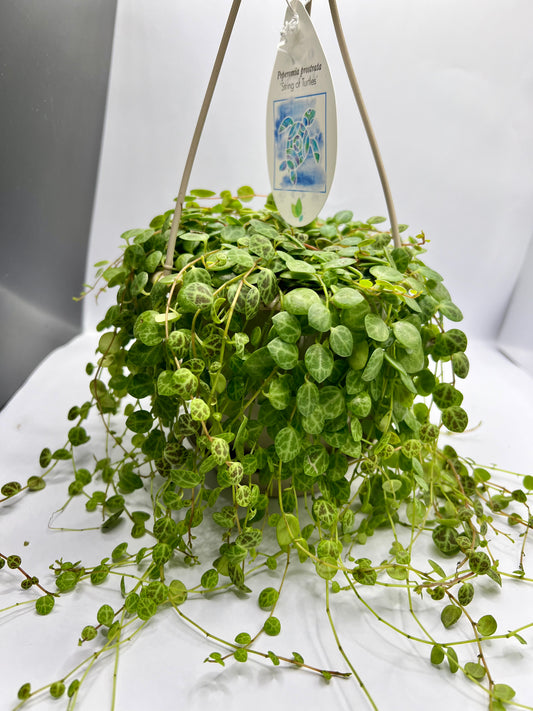 String of Turtles (6inch hanging basket)