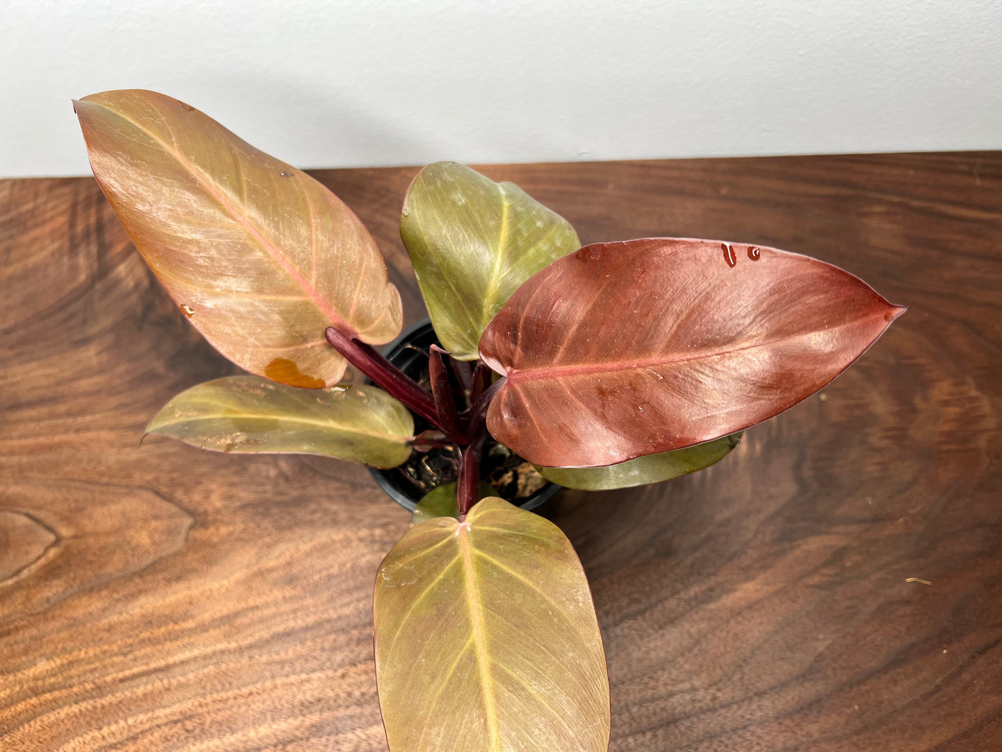 Philodendron Red Cherry