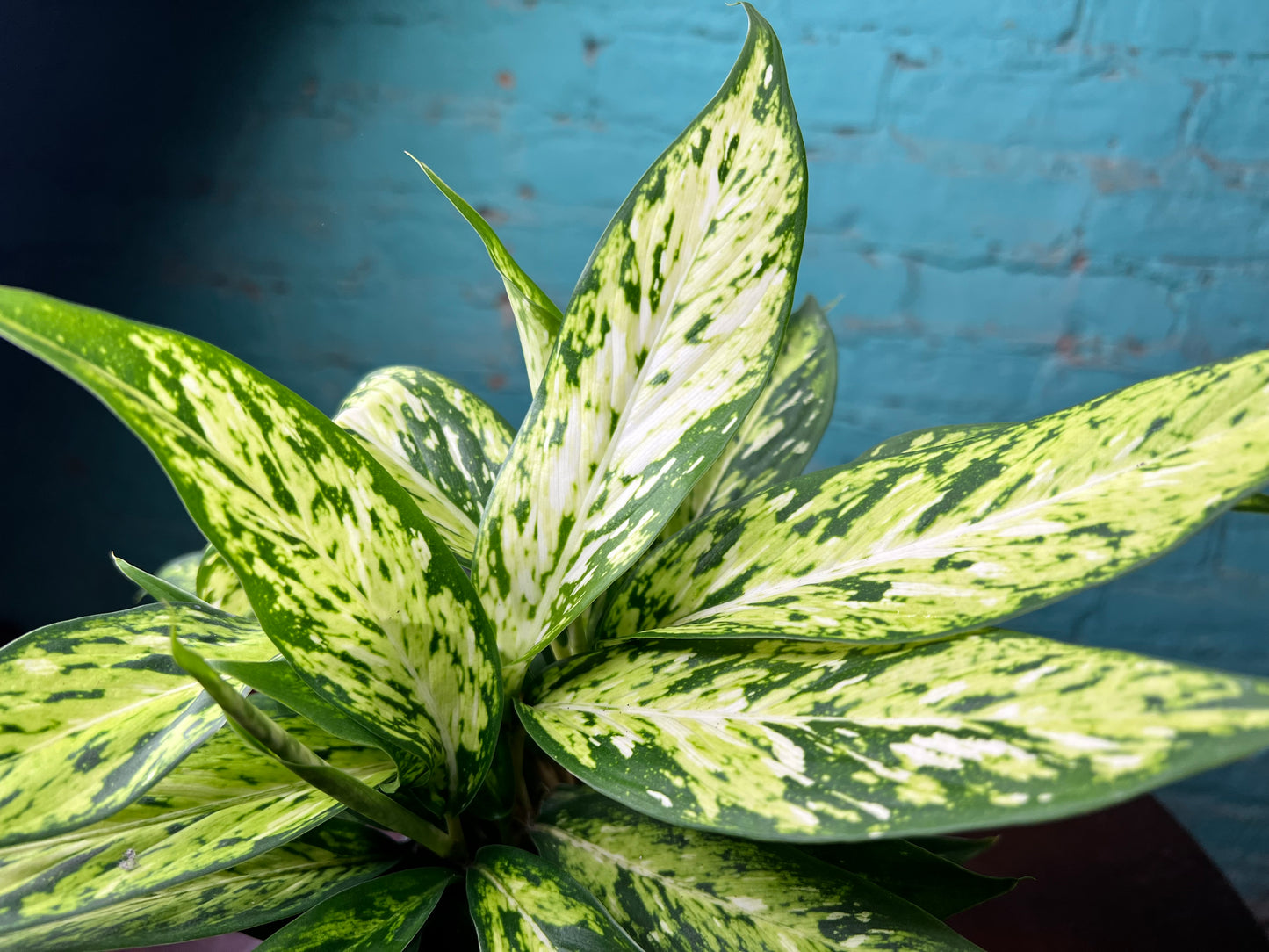 Dieffenbachia sparkle 4”