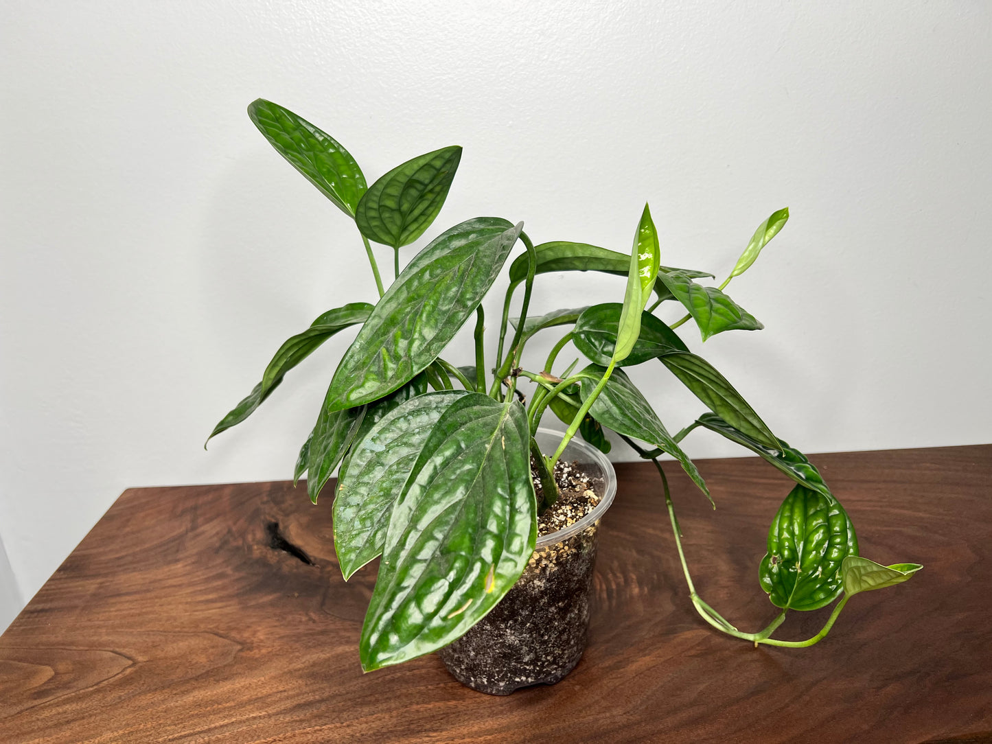 Philodendron Peru 6”