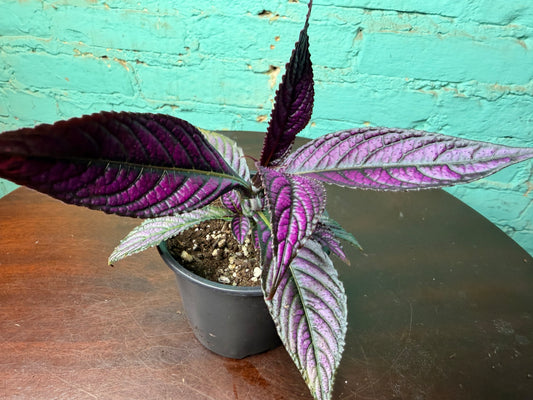Persian Shield 4”